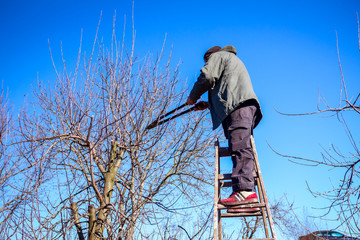Gardener is cutting branches, pruning fruit trees with pruning shears in the orchard
