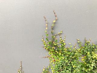 Green Creeper Plant on a Graye Wall Background