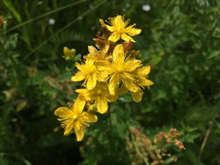 Inflorescence of yellow St. John's wort flowers on a background of green grass. Mobile photo in natural daylight.