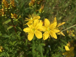 Several blooming yellow flowers of medicinal St. John's wort on a background of green grass. Mobile...