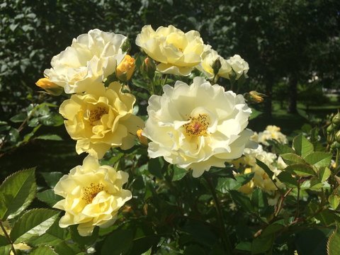 Yellow roses of different shades and sharpness on the background of a green Park. Mobile photo in natural daylight in Russia.
