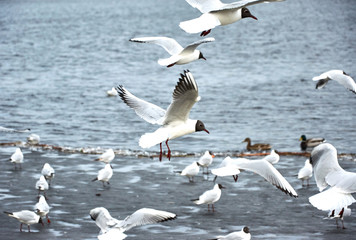Flying seagulls on a river bank covered in ice in winter