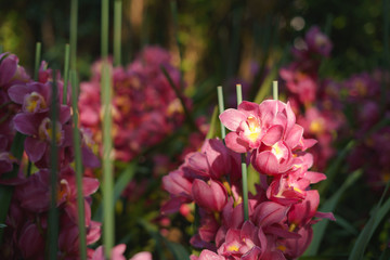Colorful cymbidium orchid