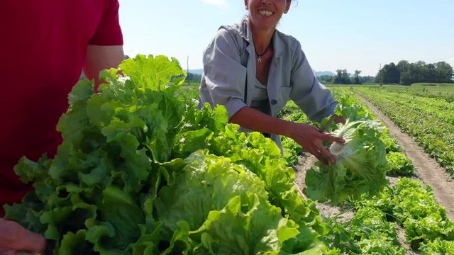 Ttwo people harvesting fresh green cabbage, while holding the wooden basket