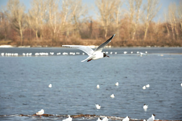Flying seagulls on a river bank covered in ice in winter
