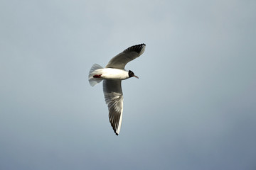 Flying seagull in the sky in winter