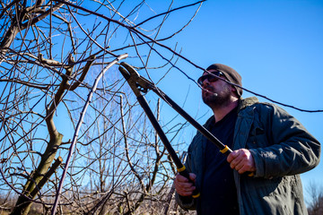 Gardener is cutting branches, pruning fruit trees with long shears in the orchard
