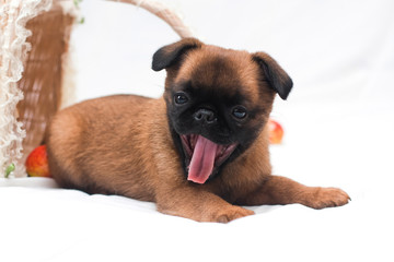 Fawn puppy of the breed Pt. Brabancon lies and yawns
