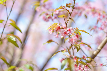 Blooming Wild Himalayan Cherry