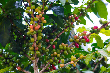 Coffee beans on a coffee tree in the garden.