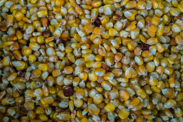 Dried yellow colorful corn kernels. Golden corn texture.