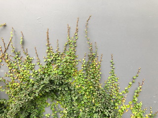 Naklejka premium Green Creeper Plant on a Graye Wall Background