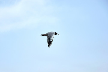 Flying seagull in the sky in winter