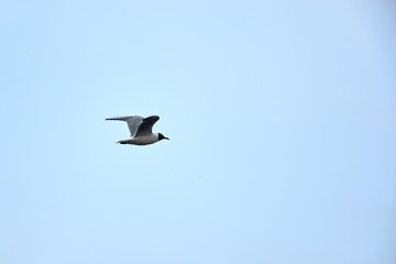 Flying seagull in the sky in winter