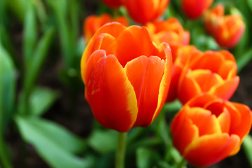 Tulip flowers with a green leaf background in a tulip field in the winter or spring day