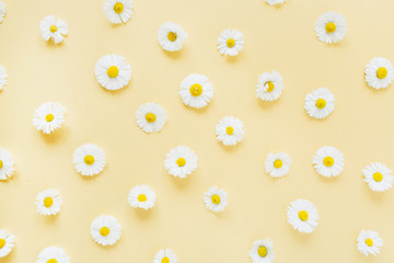 White chamomile daisy flowers pattern on yellow background. Flat lay, top view minimal floral composition.