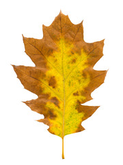 Autumn leave on white isolated background. Colorful dry oak leave
