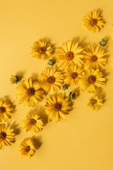 Floral composition with yellow daisy flower buds on yellow background. Flatlay, top view.