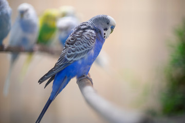 Holland Rainbow and Fancy Budgie bird sleeping and perching on branch