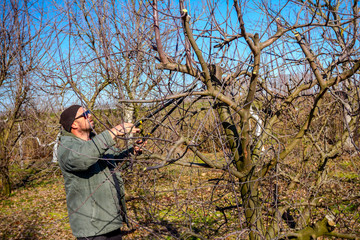 Gardener is cutting branches, pruning fruit trees with long shears in the orchard