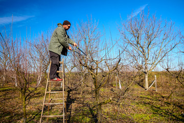 Naklejka premium Gardener is cutting branches, pruning fruit trees with pruning shears in the orchard