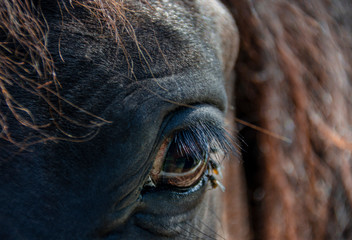 Eye of a brown horse with long eyelashes close-up