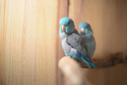 Forpus parrotlet - Blue bird perching on branch