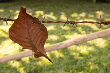 Dry leaves stuck on the barbed wire, the concept of loneliness and solitude