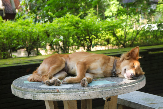 Thai dog laying down and sleeping on a table in the garden