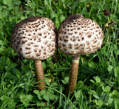 Parasolpilz, Macrolepiota, procera, Schirmpilz