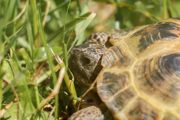 Central Asian tortoise creeping in the green grass. The head of a land tortoise close-up. Macro shot of reptiles.