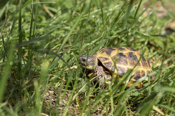 Central Asian tortoise creeping in the green grass. 