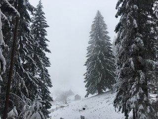 Winter mountain landscape in foggy Carpathians
