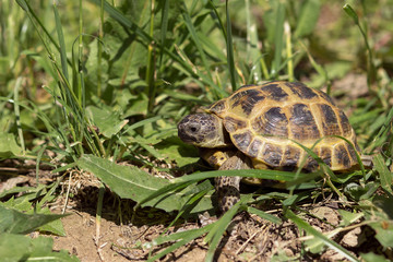 Central Asian tortoise creeping in the green grass. 