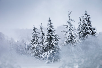 Scenic winter landscape with snowy fir trees. Winter postcard.