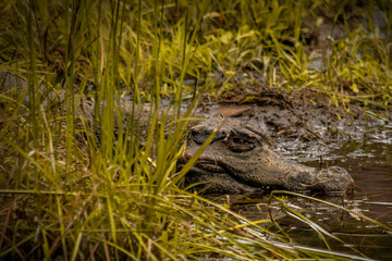 A caiman in ecuatorian jungle
