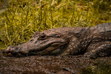 A caiman in ecuatorian jungle