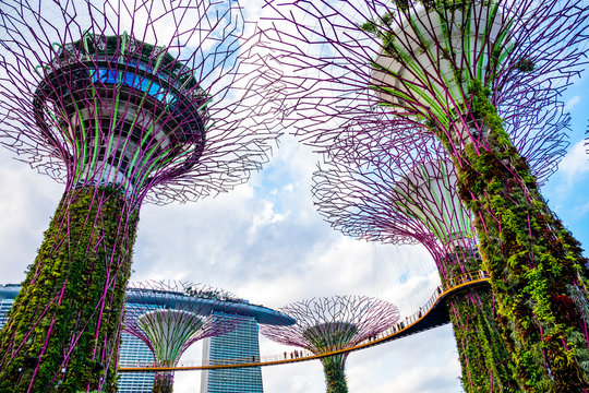 2019 March 1st, Singapore, Garden by the bay - View of the supertrees and people are doing their activities.