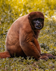 A monkey in ecuatorian jungle