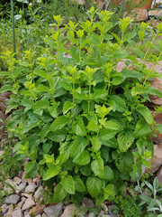 Zitronenmelisse, Melissa officinalis