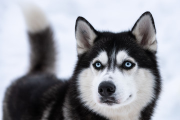 Fototapeta na wymiar Husky dog portrait, winter snowy background. Funny pet on walking before sled dog training.