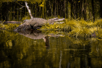A caiman in ecuatorian jungle