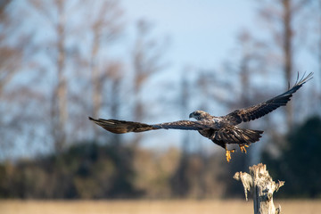 Juvenile Bald Eagle taking flight
