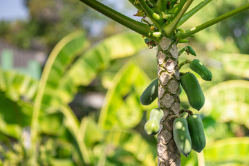 Baby papaya fruit on papaya tree