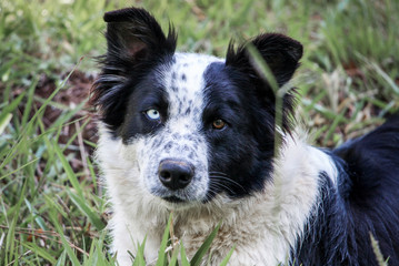 Fototapeta premium Dog