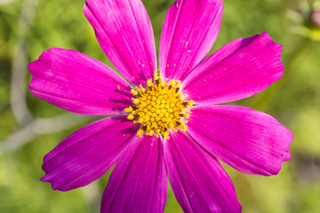 Obraz premium flower with raspberry petals and yellow core close-up