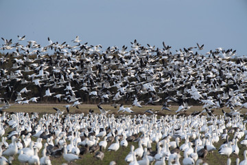 Snow Geese