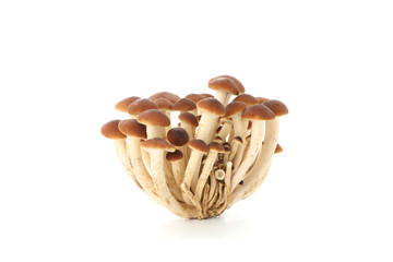 Honey agaric mushrooms isolated on white background