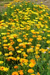 Obraz premium Yellow and orange flower mix