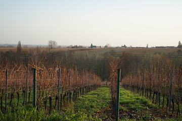 Fototapeta na wymiar Idyllischer Blick über kahle Weingärten auf den Weinort Rhodt unter Rietburg